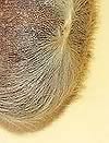 Close up of Kangaroo Scrotum